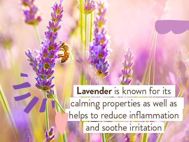 Calming Lavender Body Lotion - Image 7